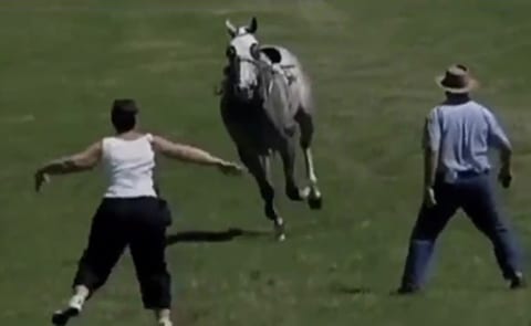 【衝撃映像】走る馬を体で止めようとした女さん、こうなって重傷