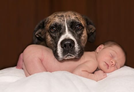 【閲覧注意】犬と赤ちゃんを同じ部屋で寝せた。朝起きると赤ちゃんがこうなってて発狂した