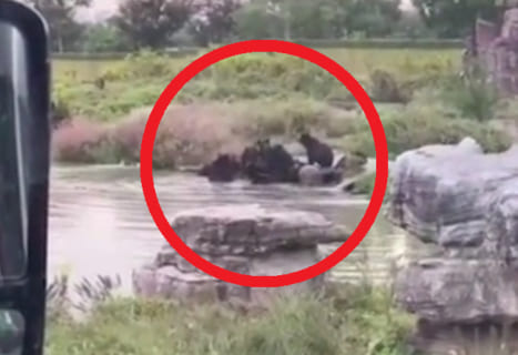 【中国】動物園で飼育員がクマの群れに貪り食われてる映像が流出。こんなの初めて見た…