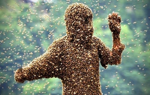 【閲覧注意】数千匹のハチに1時間刺され続け死亡した女性。衝撃的な1枚の写真
