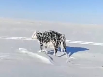 【驚愕】－40℃の野外を歩いてた牛、そのまま凍ってしまうｗｗｗｗｗ