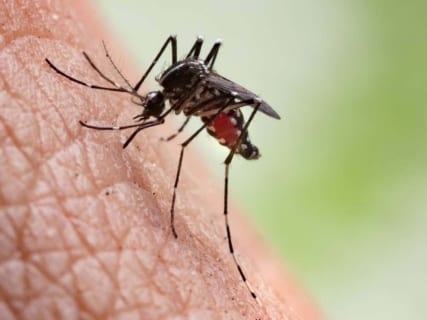【閲覧注意】超恐怖画像。チンチンを蚊に刺された結果・・・・・