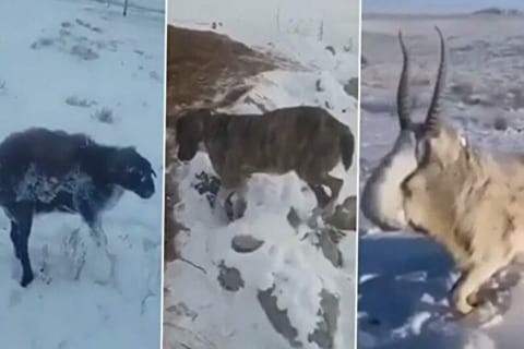 【動画】－51℃を記録したカザフスタン、全ての野生動物が凍り付く…！