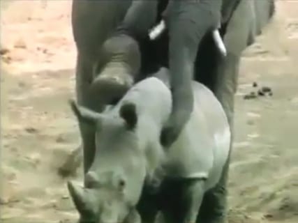 【衝撃映像】サイ、ゾウにレ●プされる
