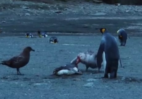 【閲覧注意】ペンギンの一生、残酷すぎる（動画あり）