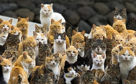 【超！閲覧注意】猫30匹を飼ってたおじさん、孤独死し食われ尽くす（画像あり）