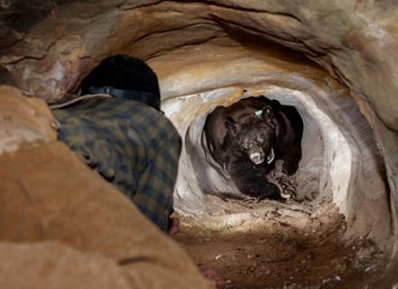 【閲覧注意】クマの洞窟で ”保存食” にされた人間が発見される ⇒ その姿が…（画像）