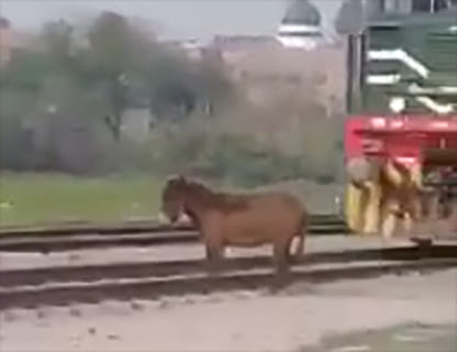 【閲覧注意】ロバさん、電車に戦いを挑み完全敗北する…（動画）