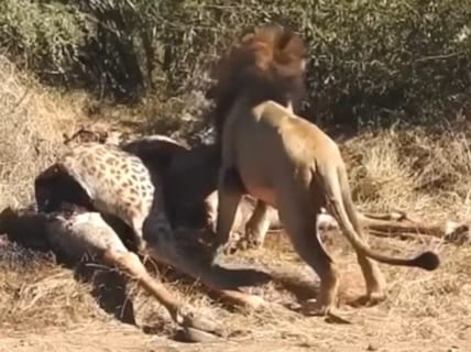 【閲覧注意】ライオン、キリンの腹から赤ちゃんを取り出してしまう・・・
