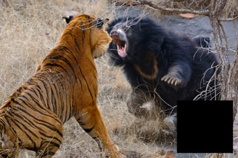 【閲覧注意】野生の「トラ」と「クマ」が戦ったらどっちが強いのか。１枚で分かる画像