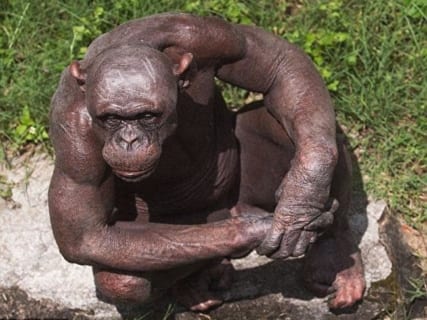 【閲覧注意】チンパンジー「腹減ったな…おいメス、ちょっとこっち来い」