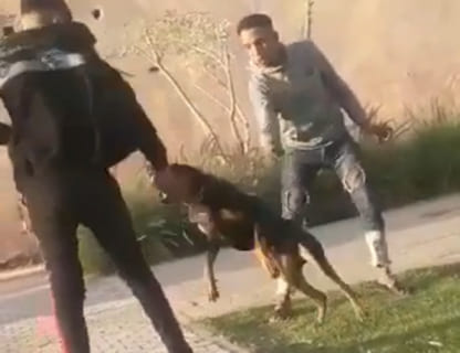 【衝撃映像】最強の犬 ”ドーベルマン” をイジメてたDQN、重傷を負わされる