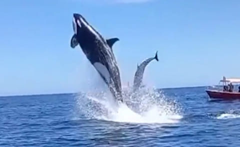 【驚愕】シャチさん、空中に逃げたイルカを空中で仕留めてしまう…（動画あり）