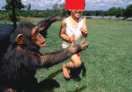 【閲覧注意】チンパンジーがどれだけヤバいかがよく分かる動画