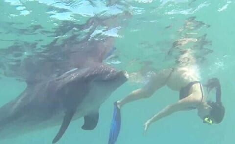 【ガチ動画】白人の観光客女さん、イルカにレ●プされてしまう…