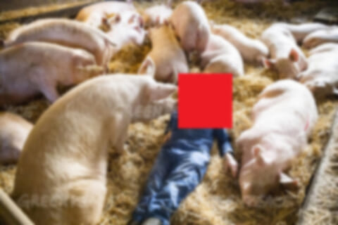 【超！閲覧注意】養豚場の職員が気絶した結果… 豚たちが群がり、職員はこうなる（画像）