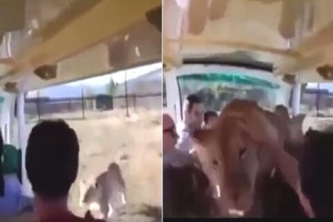 【超恐怖】サファリパークでライオンがバスの中に飛び込んできた結果・・・（動画）