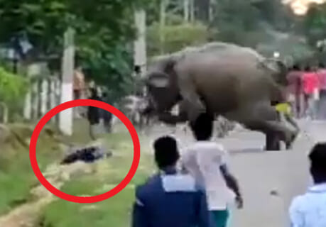 【衝撃映像】象が１人の人間を殺すのに、３秒もあれば充分らしい
