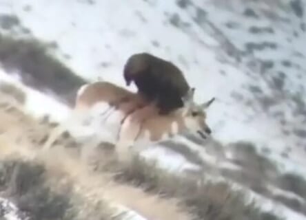 【驚愕】鷲(ワシ)、鹿の背に乗り生きたままムシャムシャと食べてしまう…（動画）