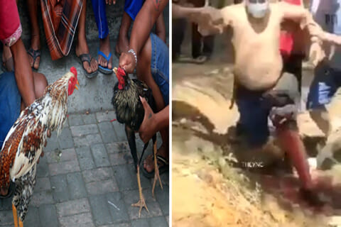 【閲覧注意】”闘鶏” でニワトリが飼い主にブチ切れ、重傷を負わせる動画が話題に