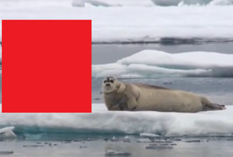 【閲覧注意】氷の上で休むアザラシさん、この後恐ろしい事が起こります…（動画あり）