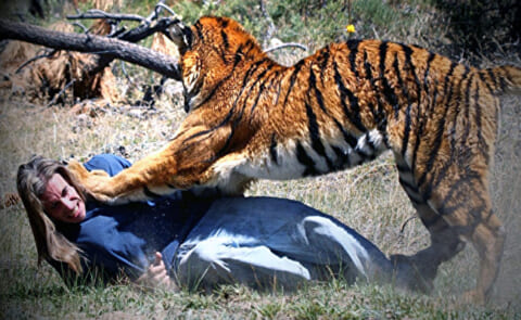 【超！閲覧注意】虎 vs. 人間、の末路。マジかよこれ・・・・・