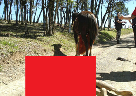 【閲覧注意】ギャングの ”馬１頭を使った拷問” がエグすぎる…（画像あり）