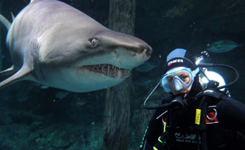 【閲覧注意】水族館のサメ移送で潜ったダイバー ⇒ この後恐ろしい事が起こります…