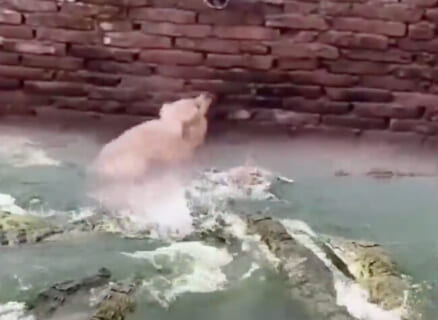 【驚愕】ワニだらけの池に落ちた犬、とんでもない身体能力を見せつける
