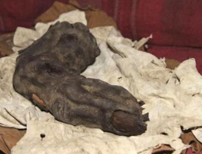 エジプトで発見された長さ38cmの「巨大な指」