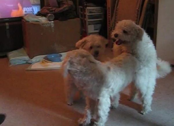 撮影中、飼ってる犬が交尾を始めた。両方オスだけど。
