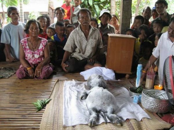 タイで見つかった【謎の生き物】［8］images