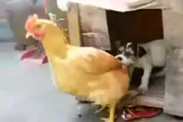 ［中国］犬がニワトリを【無理やり犬小屋に連れ込んでレイプ】［MOVIE］