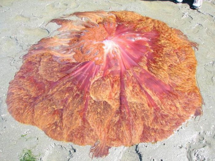 ワシントンの砂浜に打ち上げられた、この生物の【正体】［12］images