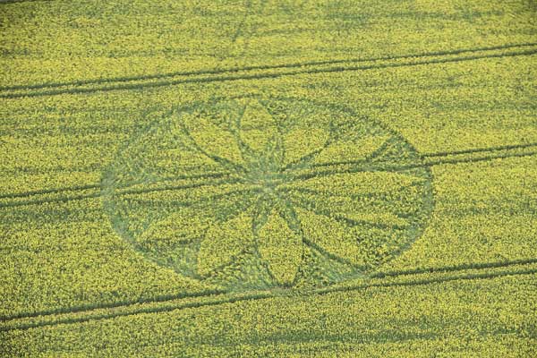 イギリスの花畑にミステリーサークルが出現、2012年では初