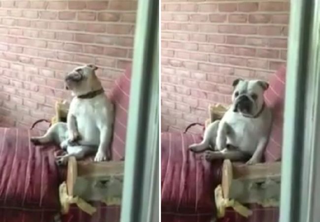 オ●ニーしている所を飼い主に見つかっちゃったブルドッグ