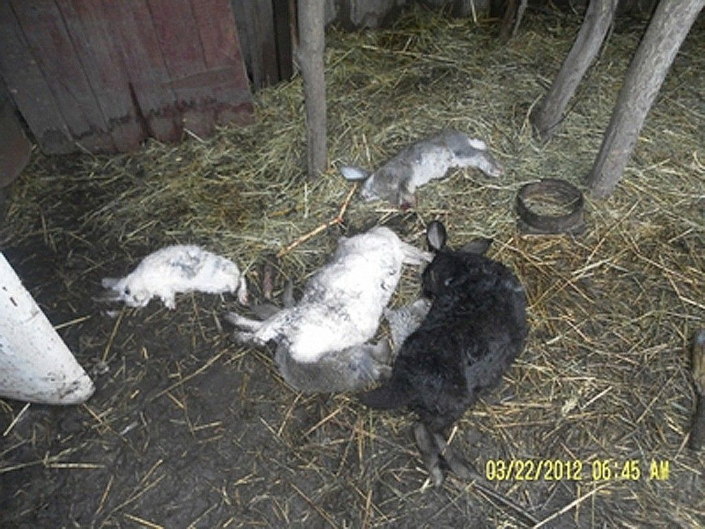 ウクライナの村で2件のチュパカブラ襲撃事件が発生、皮を剥がれたウサギも