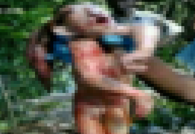 【閲覧注意】ナミビアで謎の奇形生物が射殺される