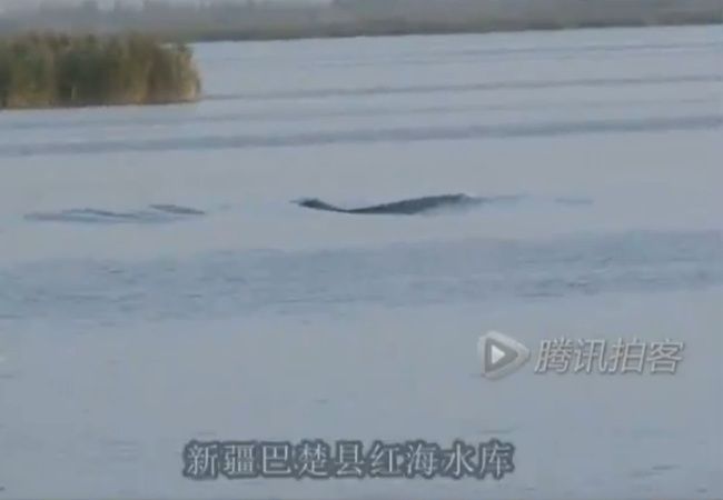 【動画】中国の川に謎の巨大生物