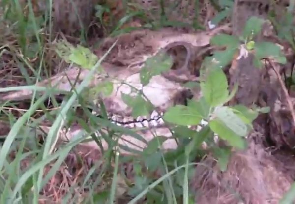 ロシアで謎の生物の死体が撮影される。（動画）