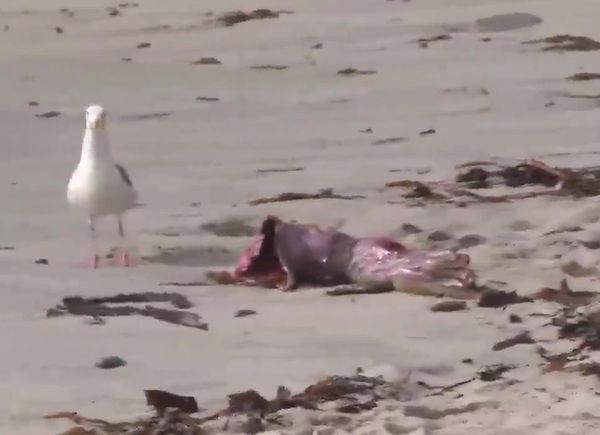 浜辺でエイリアンの腕を見つけたカップルが撮影した映像