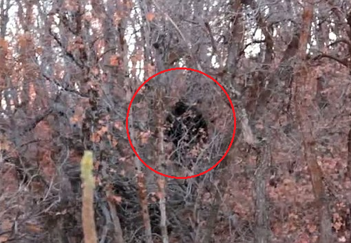 【動画】アメリカでUMA「ビッグフット」の撮影に成功か