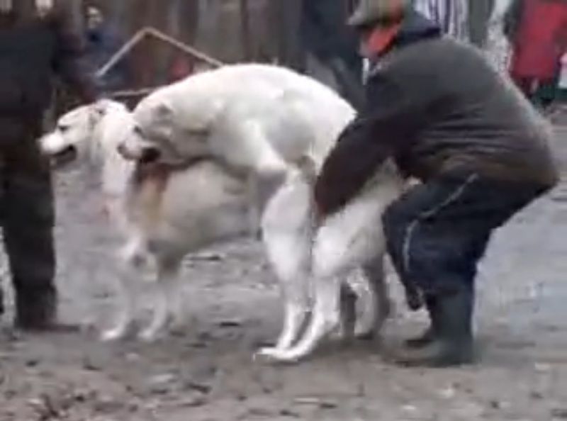 ロシアの闘犬が凄い。闘ってる途中にSEXし始めて止まらない