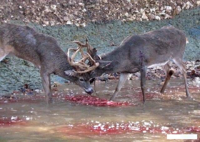 【閲覧注意】野生のシカが殺し合いをする事を知っていますか？