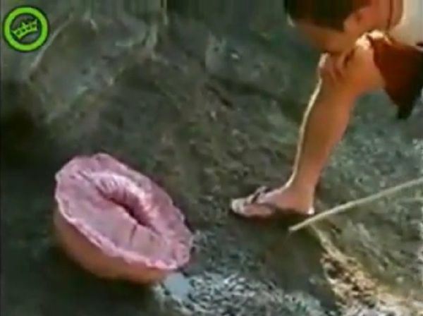 誰かこの未確認生物（動画）の詳細分かる方いますか？