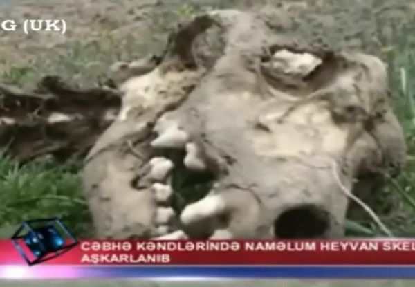 吸血UMAチュパカブラか？謎の生物の死体が見つかる