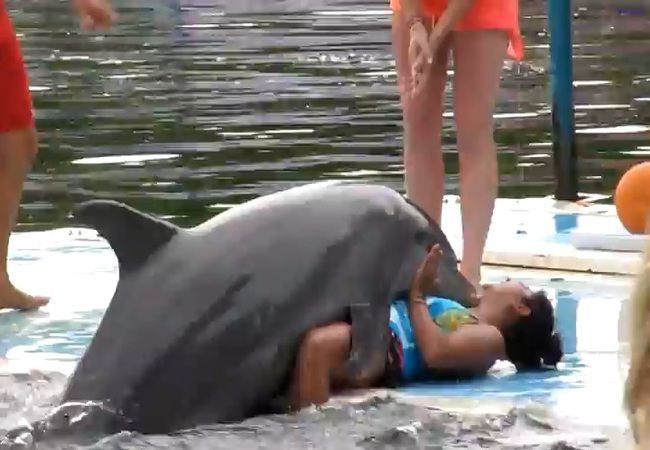 イルカショーの最中、女性がイルカにレ●プされるアクシデント
