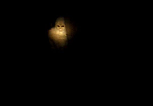 【動画】アメリカで白い色のビッグフット（UMA）が撮影される