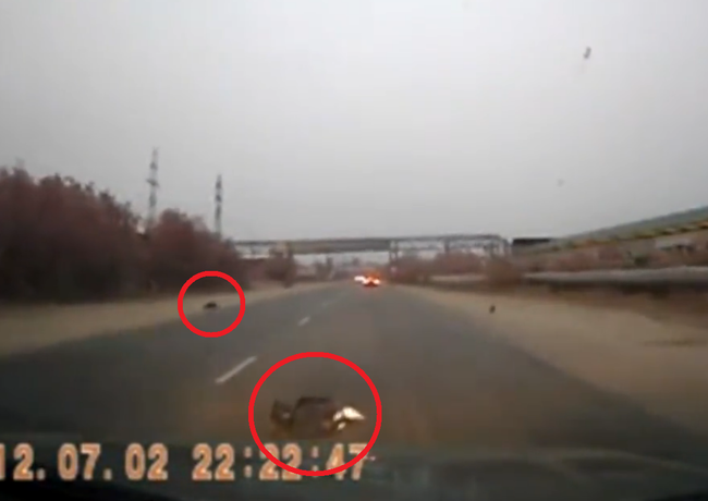 車に轢かれた犬の身体が2つに千切れる。ドラレコ映像