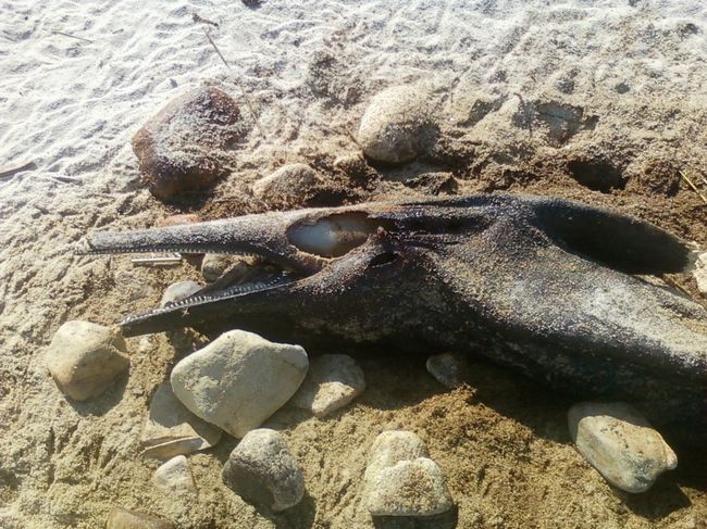 恐竜のようなUMA（未確認生物）の死骸が漂着 米